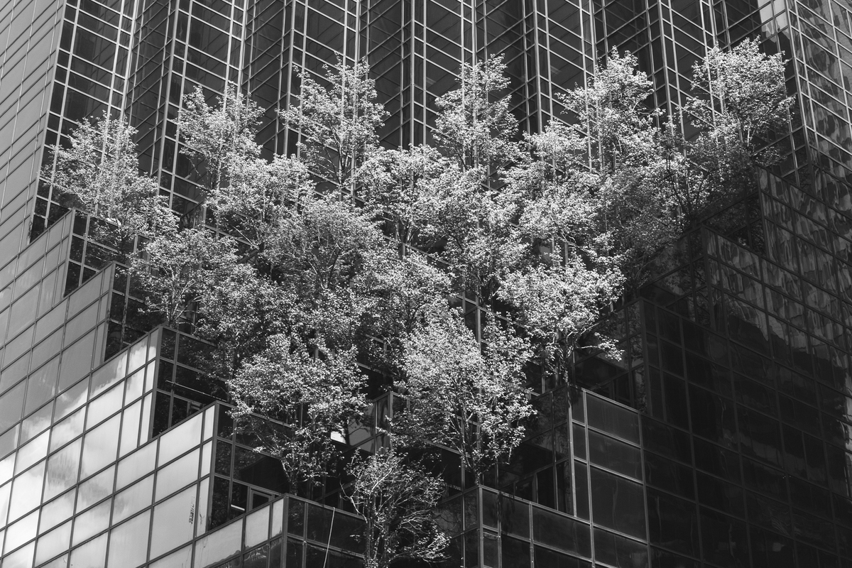 Urban Trees - Steve Pharez